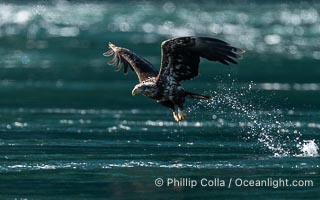 Bald eagle in flight captures a hake fish at the surface. Hake fish migrate deep in sea channels but strong tidal currents such as those at Arran Rapids lift the hake to the surface where eagles catch them, Haliaeetus leucocephalus, Stuart Island, British Columbia, Canada