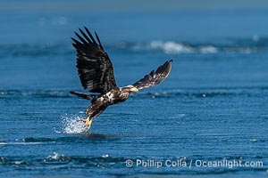 Bald eagle in flight captures a hake fish at the surface. Hake fish migrate deep in sea channels but strong tidal currents such as those at Arran Rapids lift the hake to the surface where eagles catch them, Haliaeetus leucocephalus, Stuart Island, British Columbia, Canada