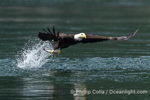Bald eagle in flight captures a hake fish at the surface. Hake fish migrate deep in sea channels but strong tidal currents such as those at Arran Rapids lift the hake to the surface where eagles catch them, Haliaeetus leucocephalus, Stuart Island, British Columbia, Canada