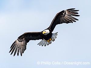 Bald Eagle in Flight, Sitka, Alaska, Haliaeetus leucocephalus, Haliaeetus leucocephalus washingtoniensis, Sitka Sound