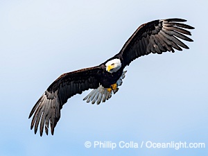 Bald Eagle in Flight, Sitka, Alaska, Haliaeetus leucocephalus, Haliaeetus leucocephalus washingtoniensis, Sitka Sound