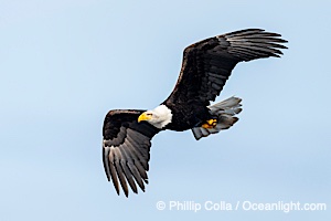 Bald Eagle in Flight, Sitka, Alaska, Haliaeetus leucocephalus, Haliaeetus leucocephalus washingtoniensis, Sitka Sound