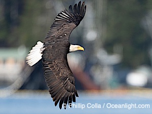 Bald Eagle in Flight, Sitka, Alaska, Haliaeetus leucocephalus, Haliaeetus leucocephalus washingtoniensis, Sitka Sound