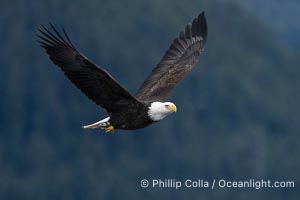 Bald Eagle in Flight in Southeast Alaska, Sitka Sound