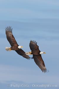 Two bald eagles in flight, wings spread, soaring, aloft, Haliaeetus leucocephalus, Haliaeetus leucocephalus washingtoniensis, Kachemak Bay, Homer, Alaska