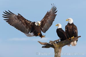 Bald eagle in flight spreads its wings wide while slowing to land on a perch already occupied by other eagles, Haliaeetus leucocephalus, Haliaeetus leucocephalus washingtoniensis, Kachemak Bay, Homer, Alaska