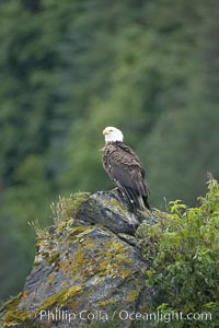 Bald eagle, Haliaeetus leucocephalus, Kenai Fjords National Park, Alaska