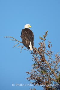 Bald eagle perched in a tree, Haliaeetus leucocephalus, Lake Clark National Park, Alaska