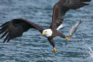 Bald eagle makes a splash while in flight as it takes a fish out of the water, Haliaeetus leucocephalus, Haliaeetus leucocephalus washingtoniensis, Kenai Peninsula, Alaska