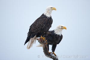 Two bald eagles on wooden perch, Haliaeetus leucocephalus, Haliaeetus leucocephalus washingtoniensis, Kachemak Bay, Homer, Alaska