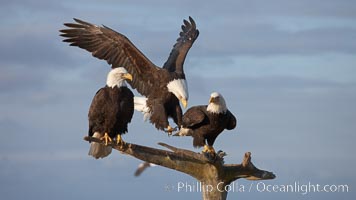 Bald eagle in flight spreads its wings wide while slowing to land on a perch already occupied by other eagles, Haliaeetus leucocephalus, Haliaeetus leucocephalus washingtoniensis, Kachemak Bay, Homer, Alaska