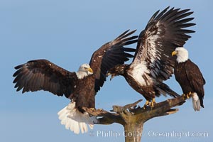 Immature bald eagle (center) raises wings and vocalizes as another eagle (left) lands on a wooden perch.  Three bald eagles on a perch.  Immature plumage coloration.    Note immature coloration showing white speckling on feathers, Haliaeetus leucocephalus, Haliaeetus leucocephalus washingtoniensis, Kachemak Bay, Homer, Alaska