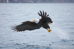 Bald eagle makes a splash while in flight as it takes a fish out of the water, Haliaeetus leucocephalus, Haliaeetus leucocephalus washingtoniensis, Kenai Peninsula, Alaska