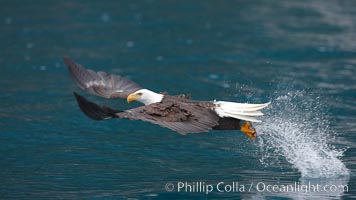 Bald eagle makes a splash, while in flight as it takes a fish out of the water, Haliaeetus leucocephalus, Haliaeetus leucocephalus washingtoniensis, Kenai Peninsula, Alaska