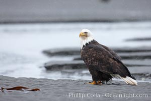 Bald eagle forages on sand, in tide waters on sand beach, snow falling, Haliaeetus leucocephalus, Haliaeetus leucocephalus washingtoniensis, Kachemak Bay, Homer, Alaska