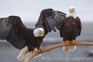 Bald eagles gather together on wooden perch, Haliaeetus leucocephalus, Haliaeetus leucocephalus washingtoniensis, Kachemak Bay, Homer, Alaska