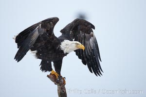 Bald eagle, atop wooden perch, overcast and snowy skies, Haliaeetus leucocephalus, Haliaeetus leucocephalus washingtoniensis, Kachemak Bay, Homer, Alaska