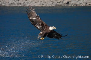Bald eagle, makes a splash while in flight as it takes a fish out of the water, Haliaeetus leucocephalus, Haliaeetus leucocephalus washingtoniensis, Kenai Peninsula, Alaska