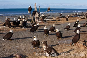 Bald eagles, part of a group of several hundred, perch on driftwood and stand on the ground waiting to be fed frozen herring as part of the Homer "Eagle Lady's" winter eagle feeding program, Haliaeetus leucocephalus, Haliaeetus leucocephalus washingtoniensis, Kachemak Bay
