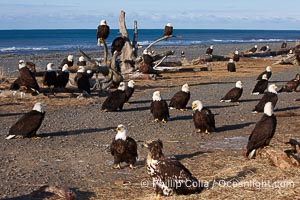 Bald eagles, part of a group of several hundred, perch on driftwood and stand on the ground waiting to be fed frozen herring as part of the Homer "Eagle Lady's" winter eagle feeding program, Haliaeetus leucocephalus, Haliaeetus leucocephalus washingtoniensis, Kachemak Bay