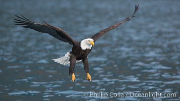 Bald eagle, flying low over the water, Haliaeetus leucocephalus, Haliaeetus leucocephalus washingtoniensis, Kenai Peninsula, Alaska