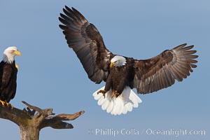 Bald eagle, in flight spreads its wings wide while slowing to land on a perch already occupied by another eagle, Haliaeetus leucocephalus, Haliaeetus leucocephalus washingtoniensis, Kachemak Bay, Homer, Alaska