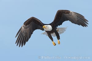Bald eagle in flight, wing spread, aloft, soaring.