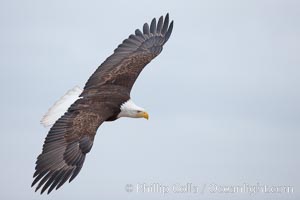 Bald eagle in flight, wing spread, soaring, Haliaeetus leucocephalus, Haliaeetus leucocephalus washingtoniensis, Kachemak Bay, Homer, Alaska