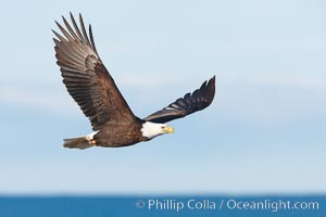 Bald eagle in flight, wings raised, Kachemak Bay in the background, Haliaeetus leucocephalus, Haliaeetus leucocephalus washingtoniensis, Homer, Alaska