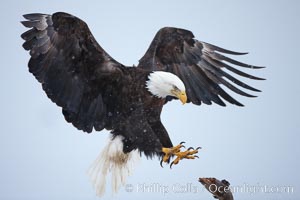 Bald eagle in flight, spreads its wings wide to slow before landing on a wooden perch, snow falling, Haliaeetus leucocephalus, Haliaeetus leucocephalus washingtoniensis, Kachemak Bay, Homer, Alaska