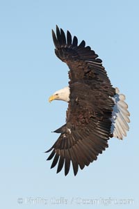 Bald eagle in flight, wing spread, soaring, Haliaeetus leucocephalus, Haliaeetus leucocephalus washingtoniensis, Kachemak Bay, Homer, Alaska