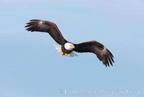 Bald eagle in flight, wing spread, soaring, Haliaeetus leucocephalus, Haliaeetus leucocephalus washingtoniensis, Kachemak Bay, Homer, Alaska