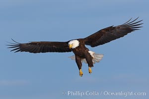 Bald eagle in flight, wing spread, soaring, Haliaeetus leucocephalus, Haliaeetus leucocephalus washingtoniensis, Kachemak Bay, Homer, Alaska