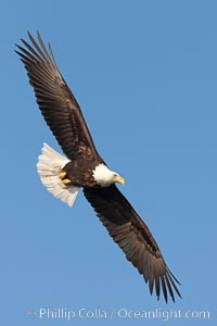 Bald eagle in flight, wing spread, soaring, Haliaeetus leucocephalus, Haliaeetus leucocephalus washingtoniensis, Kachemak Bay, Homer, Alaska