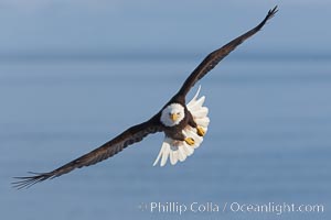 Bald eagle in flight, wings raised, Kachemak Bay in the background, Haliaeetus leucocephalus, Haliaeetus leucocephalus washingtoniensis, Homer, Alaska