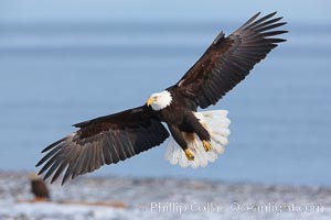 Bald eagle in flight, snow covered beach and Kachemak Bay in background, Haliaeetus leucocephalus, Haliaeetus leucocephalus washingtoniensis, Homer, Alaska