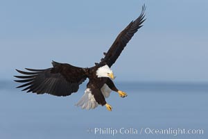 Bald eagle in flight, wings raised, Kachemak Bay in the background, Haliaeetus leucocephalus, Haliaeetus leucocephalus washingtoniensis, Homer, Alaska