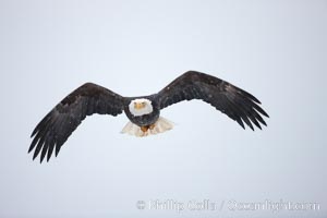 Bald eagle in flight, snow falling, overcast sky, Haliaeetus leucocephalus, Haliaeetus leucocephalus washingtoniensis, Kachemak Bay, Homer, Alaska
