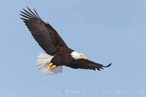 Bald eagle in flight, wing spread, soaring, Haliaeetus leucocephalus, Haliaeetus leucocephalus washingtoniensis, Kachemak Bay, Homer, Alaska