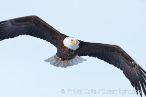 Bald eagle in flight, wing spread, soaring, Haliaeetus leucocephalus, Haliaeetus leucocephalus washingtoniensis, Kachemak Bay, Homer, Alaska