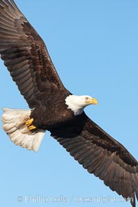 Bald eagle in flight, wing spread, soaring, Haliaeetus leucocephalus, Haliaeetus leucocephalus washingtoniensis, Kachemak Bay, Homer, Alaska