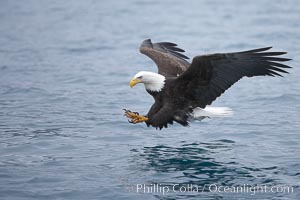 Bald eagle in flight, spreads its wings and raises its talons as it prepares to grasp a fish out of the water, Haliaeetus leucocephalus, Haliaeetus leucocephalus washingtoniensis, Kenai Peninsula, Alaska