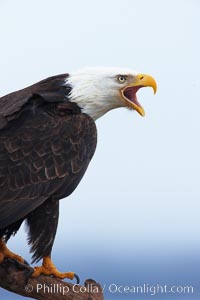 Bald eagle vocalizing, calling, with open beak while on wooden perch, Haliaeetus leucocephalus, Haliaeetus leucocephalus washingtoniensis, Kachemak Bay, Homer, Alaska