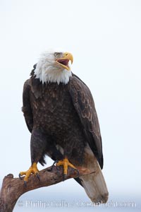 Bald eagle vocalizing, calling, with open beak while on wooden perch, Haliaeetus leucocephalus, Haliaeetus leucocephalus washingtoniensis, Kachemak Bay, Homer, Alaska