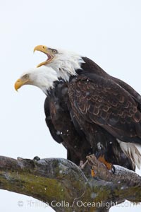 Bald eagle vocalizing, calling, with open beak while on wooden perch.