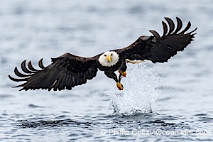 Bald Eagle with Herring in its Talons, Sitka, Alaska, Haliaeetus leucocephalus, Haliaeetus leucocephalus washingtoniensis, Sitka Sound