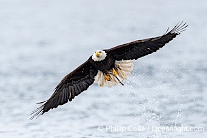 Bald Eagle with Herring in its Talons, Sitka, Alaska, Haliaeetus leucocephalus, Haliaeetus leucocephalus washingtoniensis, Sitka Sound