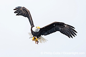 Bald Eagle with Herring in its Talons, Sitka, Alaska, Haliaeetus leucocephalus, Haliaeetus leucocephalus washingtoniensis, Sitka Sound