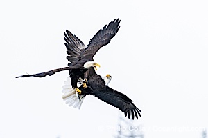 Bald Eagles Fight for Herring in Flight, Sitka, Alaska, Haliaeetus leucocephalus, Haliaeetus leucocephalus washingtoniensis, Sitka Sound