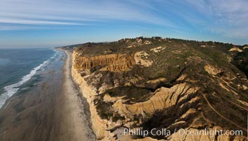 Torrey Pines balloon aerial survey photo.  Torrey Pines seacliffs, rising up to 300 feet above the ocean, stretch from Del Mar to La Jolla. On the mesa atop the bluffs are found Torrey pine trees, one of the rare species of pines in the world. Peregine falcons nest at the edge of the cliffs. This photo was made as part of an experimental balloon aerial photographic survey flight over Torrey Pines State Reserve, by permission of Torrey Pines State Reserve.